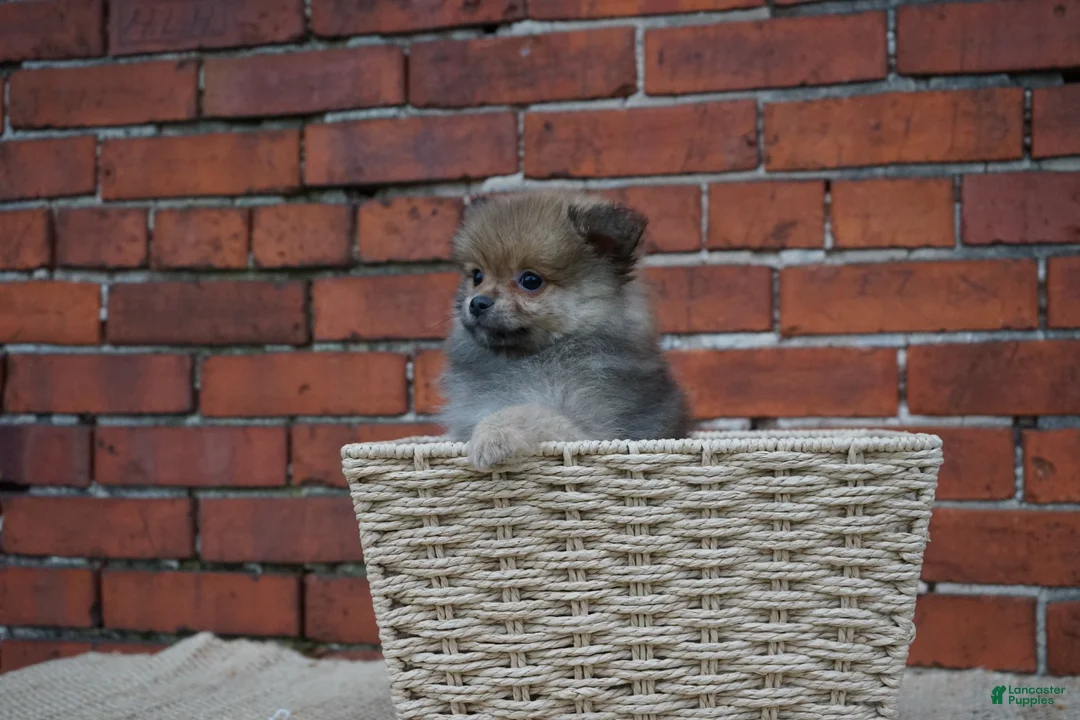 Pomeranian dogs for sale: Jimmy - Ad 2