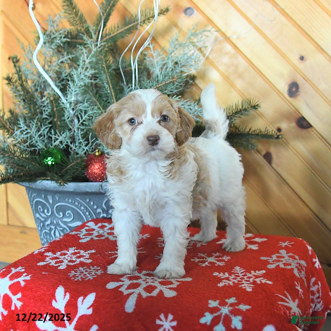 Mini Goldendoodle dogs for sale: Sugar - Ad 4