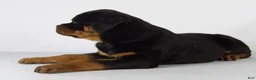 Rottweiler dogs for sale: Rottweiler Puppy 1 - Ad 4