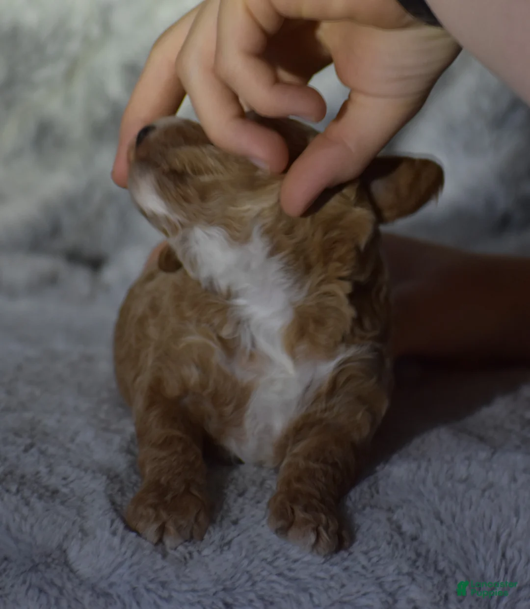 Miniature Poodle dogs for sale: Lexis - Ad 5