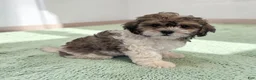 Shihpoo dogs for sale: Theo - Ad 1