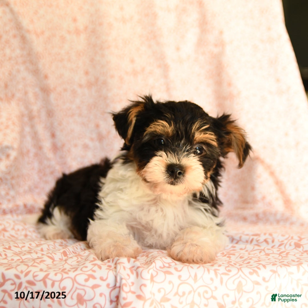 Yorkshire Terrier dogs for sale: Domino - Ad 10