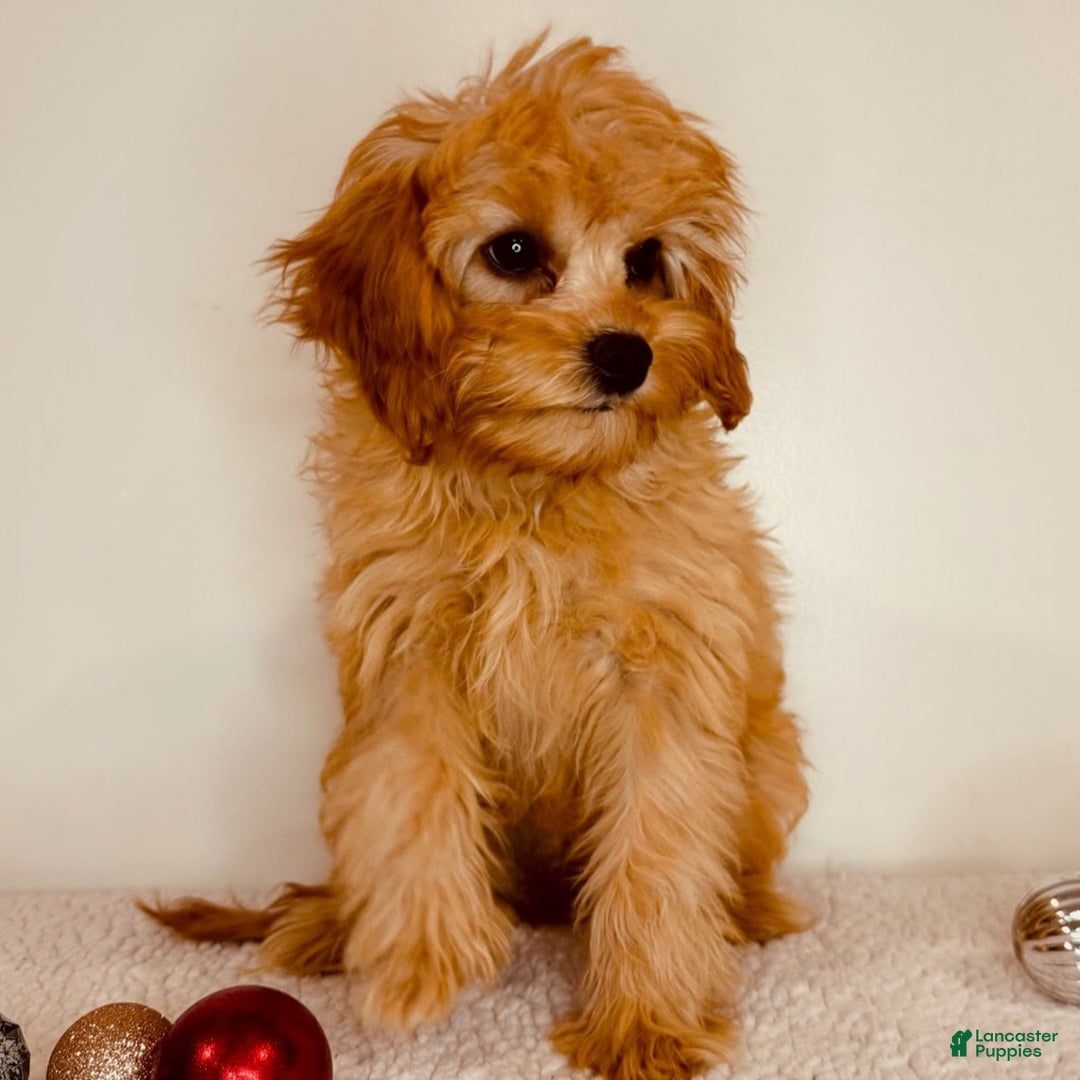 Cavapoo dogs for sale: Autumn  - Ad 2