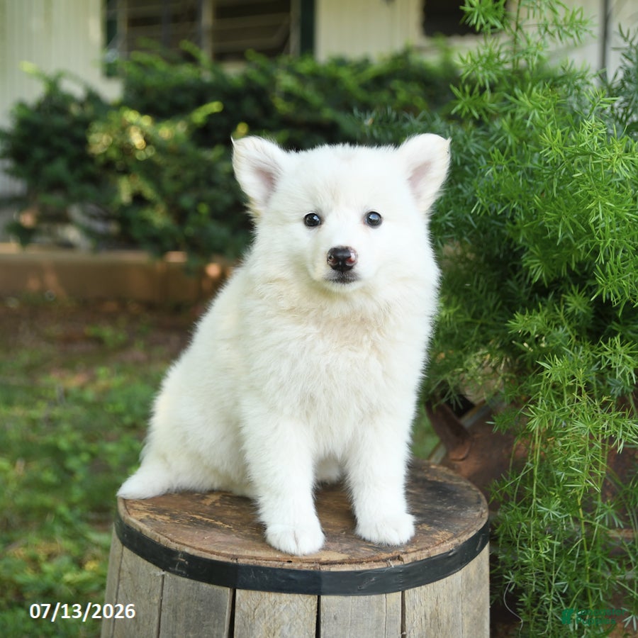American Eskimo dogs Fancy - Ad 2