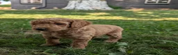 Goldendoodle dogs for sale: Sara - Ad 12