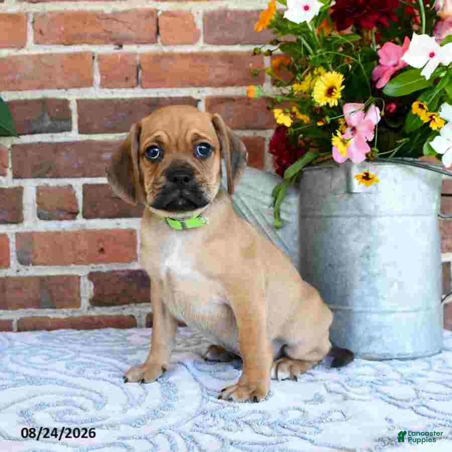 Puggle dogs Sunnie - Ad 1