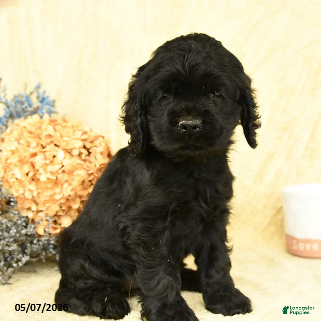 Cocker Spaniel dogs for sale: Beauty - Ad 1
