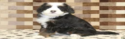 Mini Bernedoodle dogs for sale: Leo - Ad 4