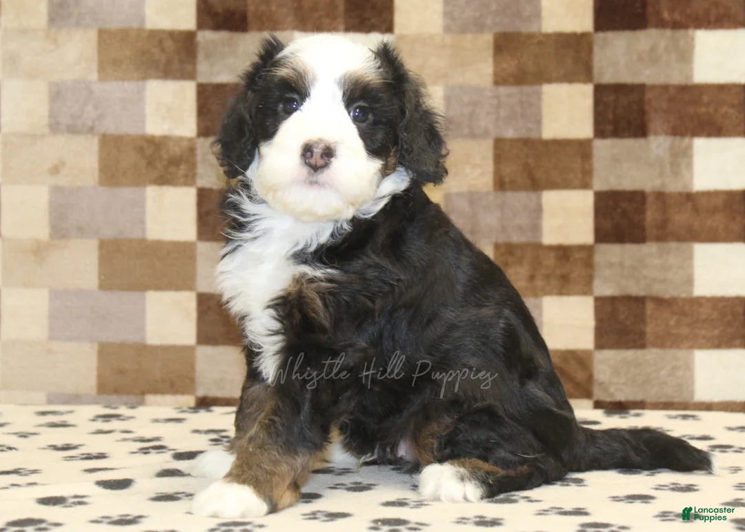Mini Bernedoodle dogs for sale: Leo - Ad 4