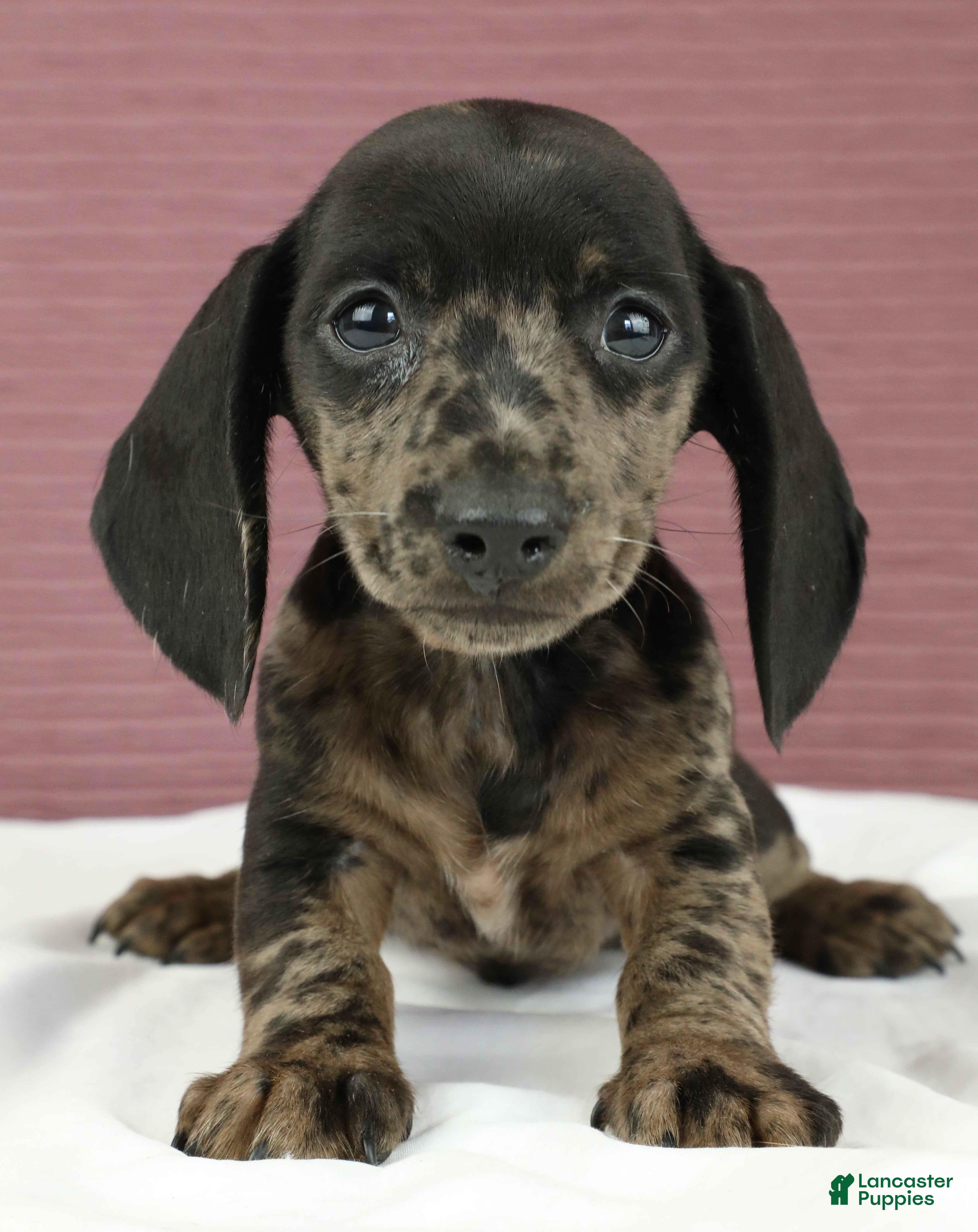 Miniature Dachshund dogs Gray 🩶 - Ad 2
