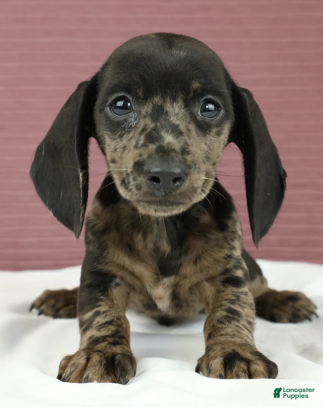 Miniature Dachshund dogs for sale: Gray 🩶 - Ad 2