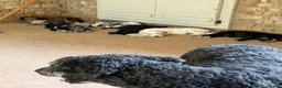 Aussiedoodle dogs for sale: Kobe - Ad 7