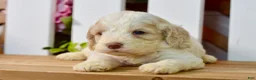 Cockapoo dogs for sale: Cora - Ad 8