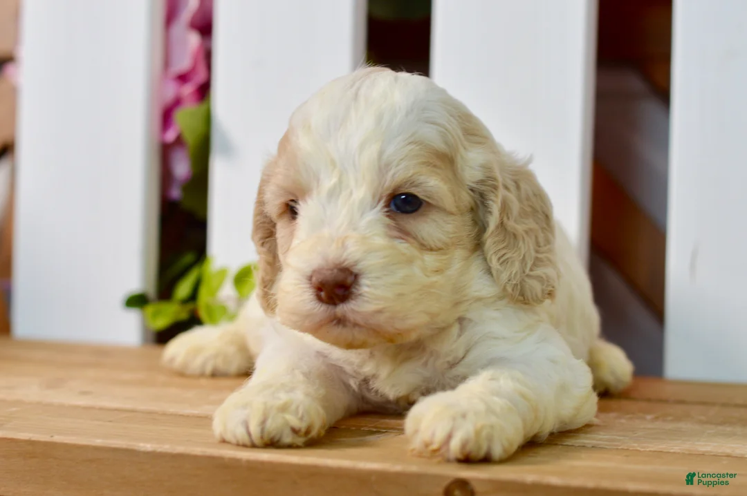 Cockapoo dogs for sale: Cora - Ad 8