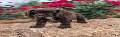 Rosie