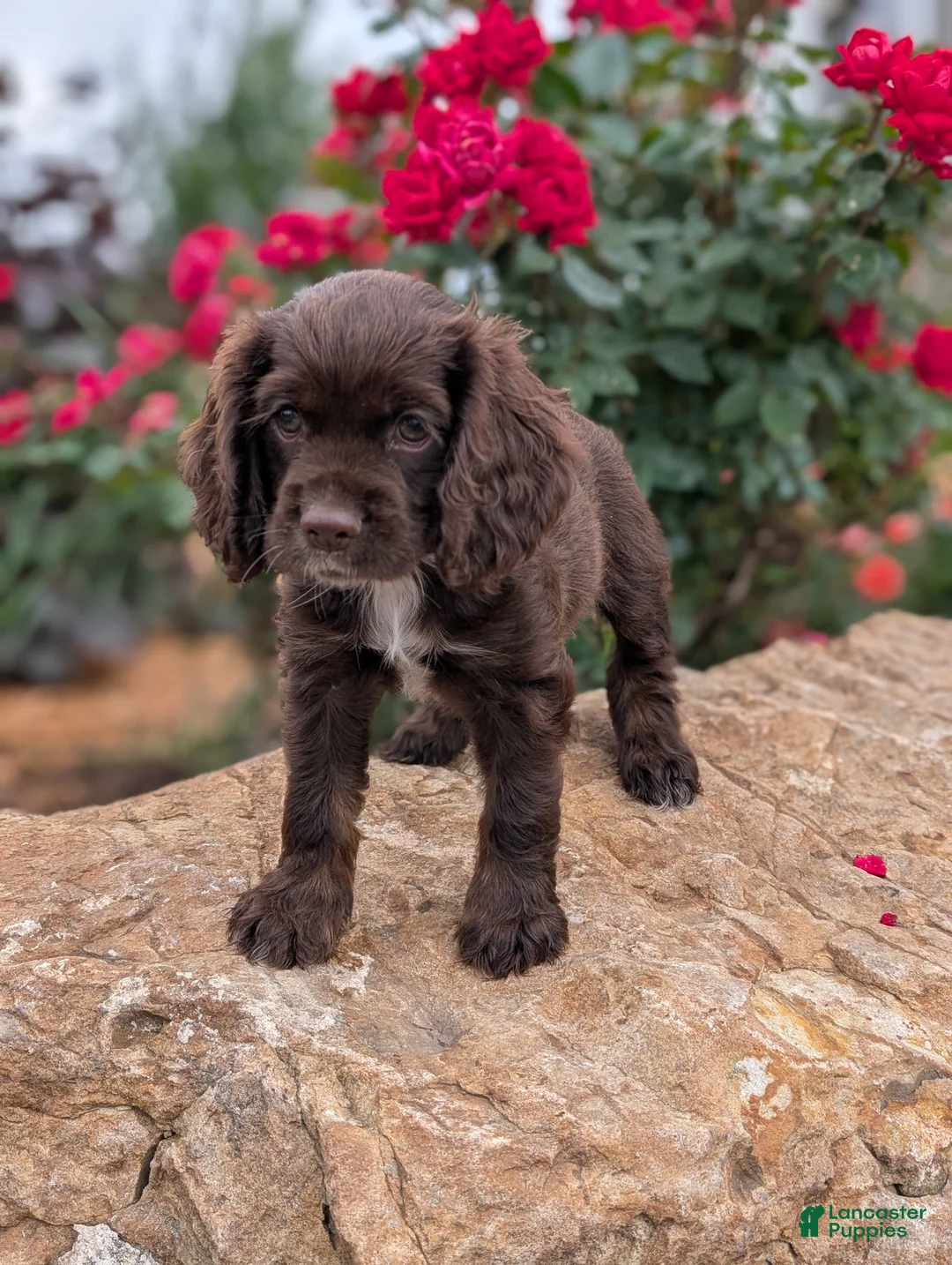 Cocker Spaniel dogs for sale: Rosie - Ad 1