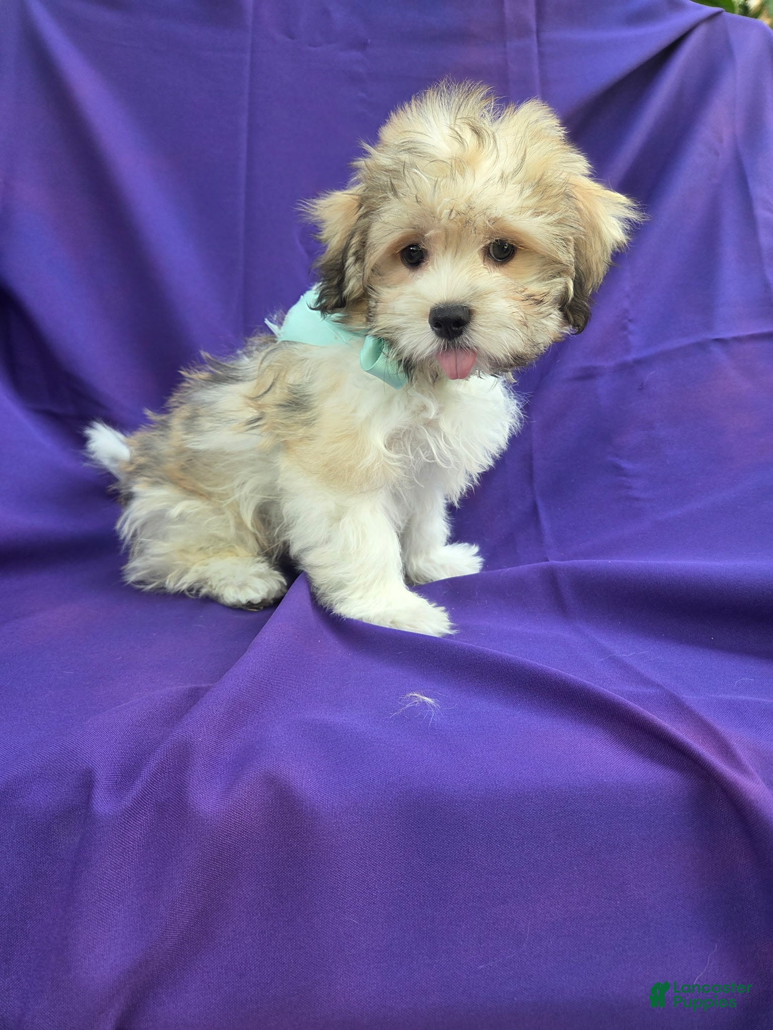 Maltipoo dogs for sale: Felix  - Ad 26