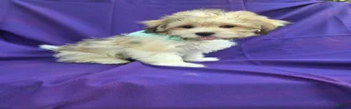 Felix 