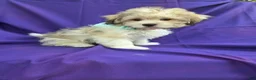 Maltipoo dogs for sale: Felix  - Ad 1