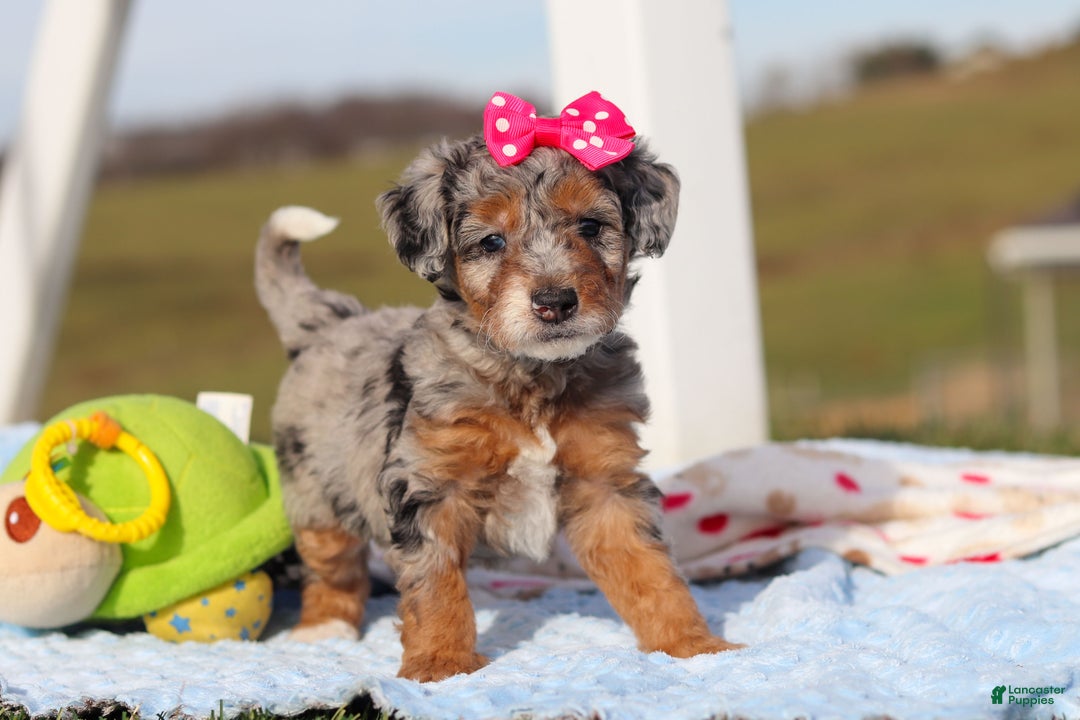 Mini Bernedoodle dogs for sale: Emmie - Ad 6