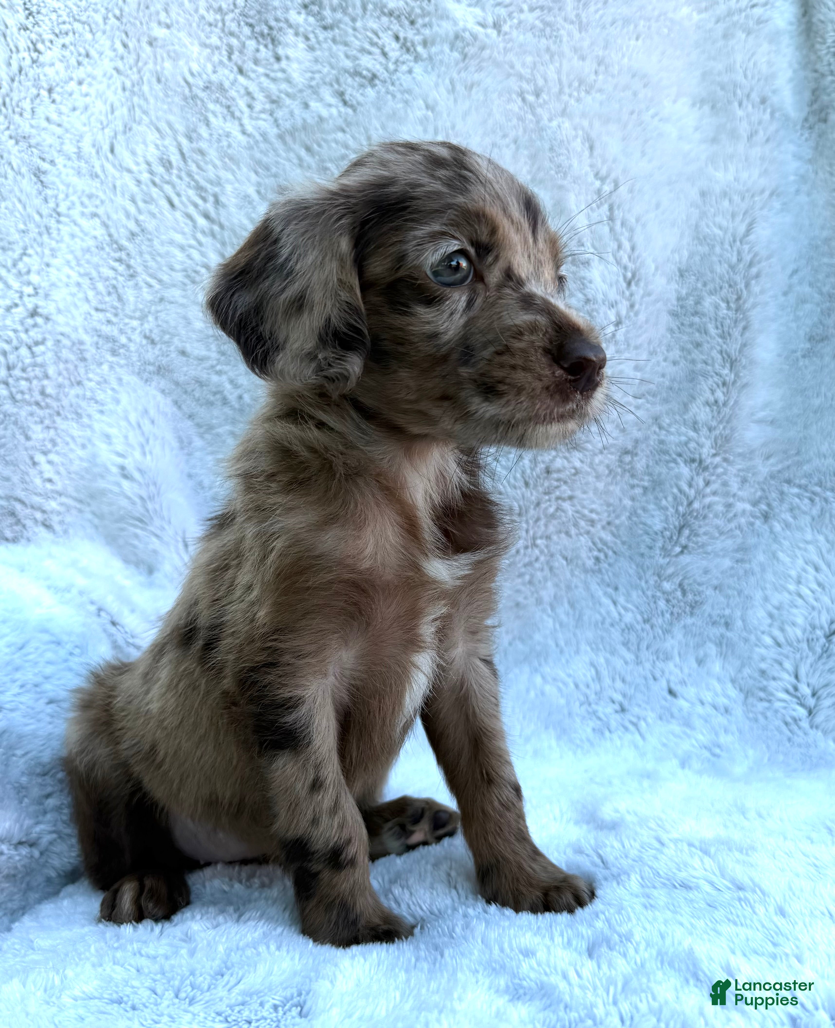Labradoodle dogs Star - Ad 2