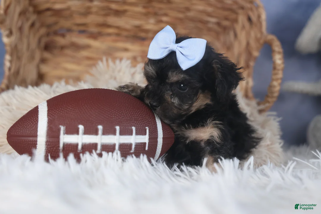 Miniature Poodle dogs for sale: Rosebud (Runt of Litter) - Ad 9