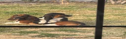 Basset Hound dogs for sale: Basset Hound 2 - Ad 4