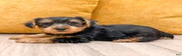 Yorkshire Terrier dogs for sale: Charlie - Ad 6