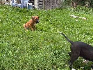 American Pit Bull Terrier dogs American Pit Bull Terrier 1 - Ad 11