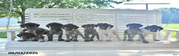 German Shorthaired Pointer dogs for sale: Arnold - Ad 5