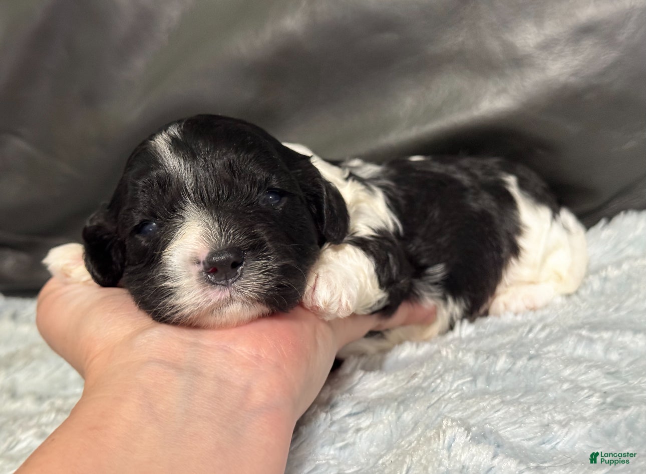 Cavapoo dogs Oreo - Ad 33