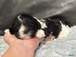 Cavapoo dogs Oreo - Ad 38