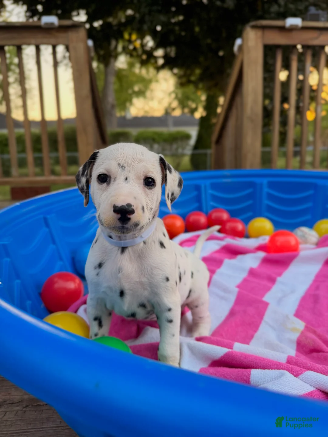 Dalmatian dogs for sale: Dalmatian 9 - Ad 1