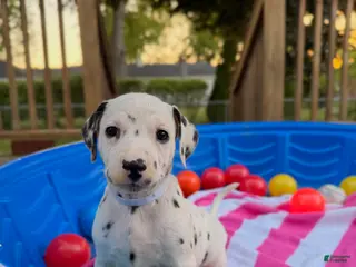Dalmatian dogs Dalmatian 9 - Ad 2