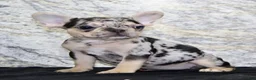 French Bulldog dogs for sale: Luna - Ad 5