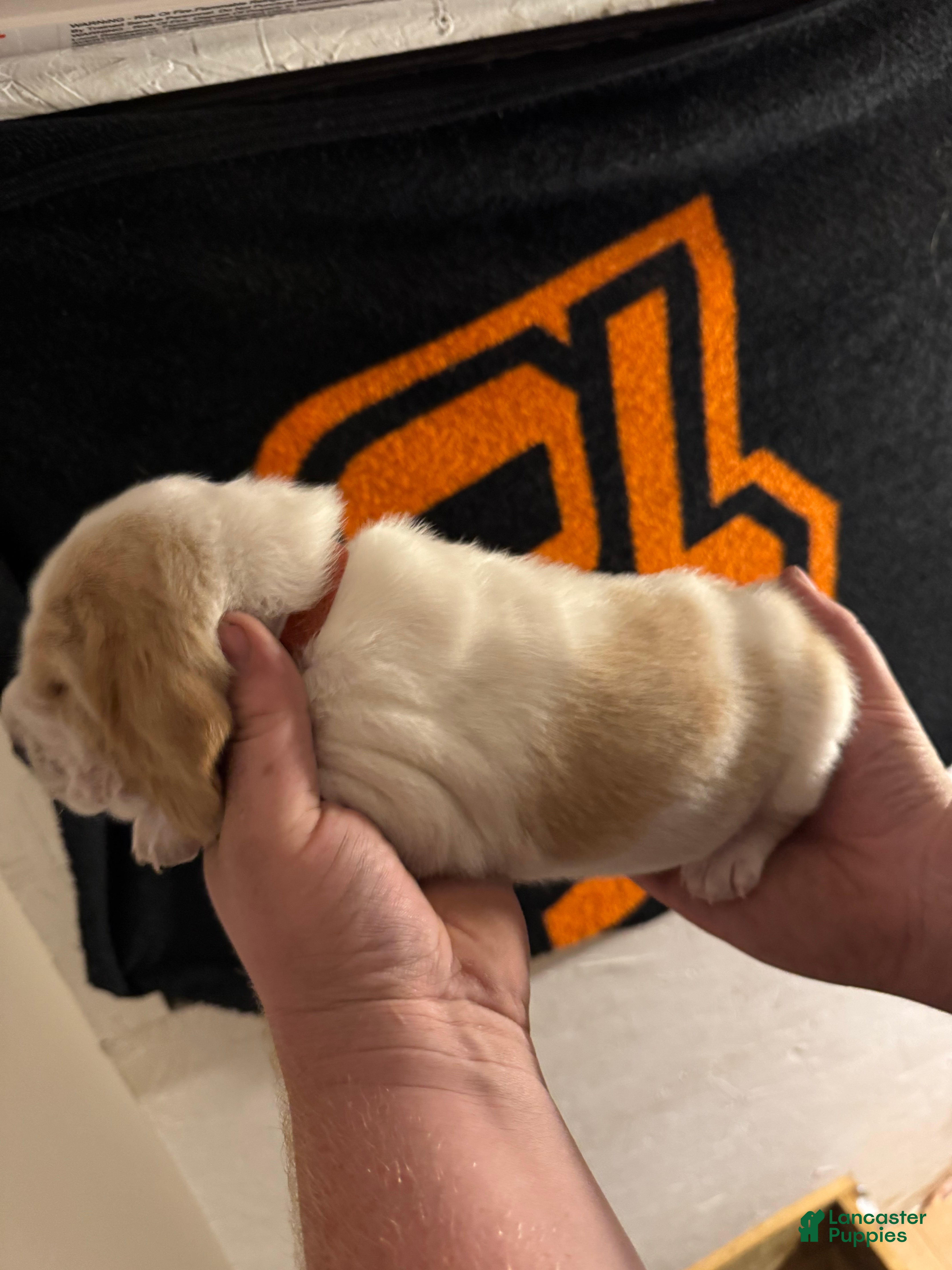 Basset Hound dogs Boy 6 Ace - Ad 1