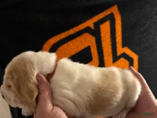 Basset Hound dogs Boy 6 Ace - Ad 1