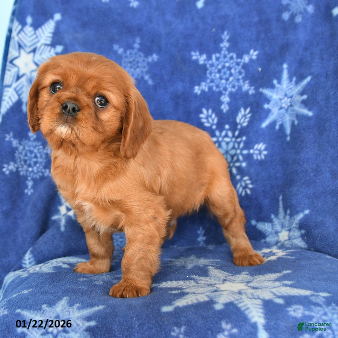 Cavalier King Charles Spaniel dogs for sale: Noah - Ad 2