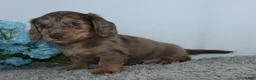 Miniature Dachshund dogs for sale: Lawrence - Ad 3