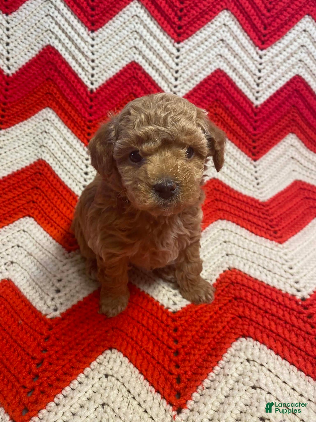 Maltipoo dogs for sale: Sid - Ad 3