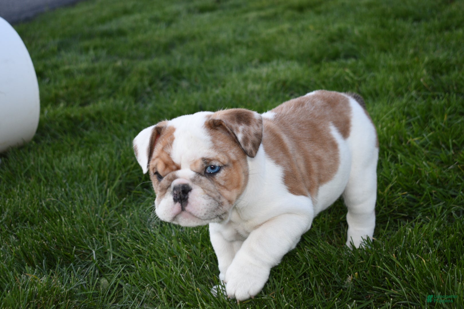 English Bulldog dogs English Bulldog Puppy 1 - Ad 2