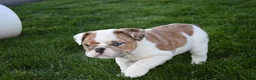 English Bulldog dogs for sale: English Bulldog Puppy 1 - Ad 2