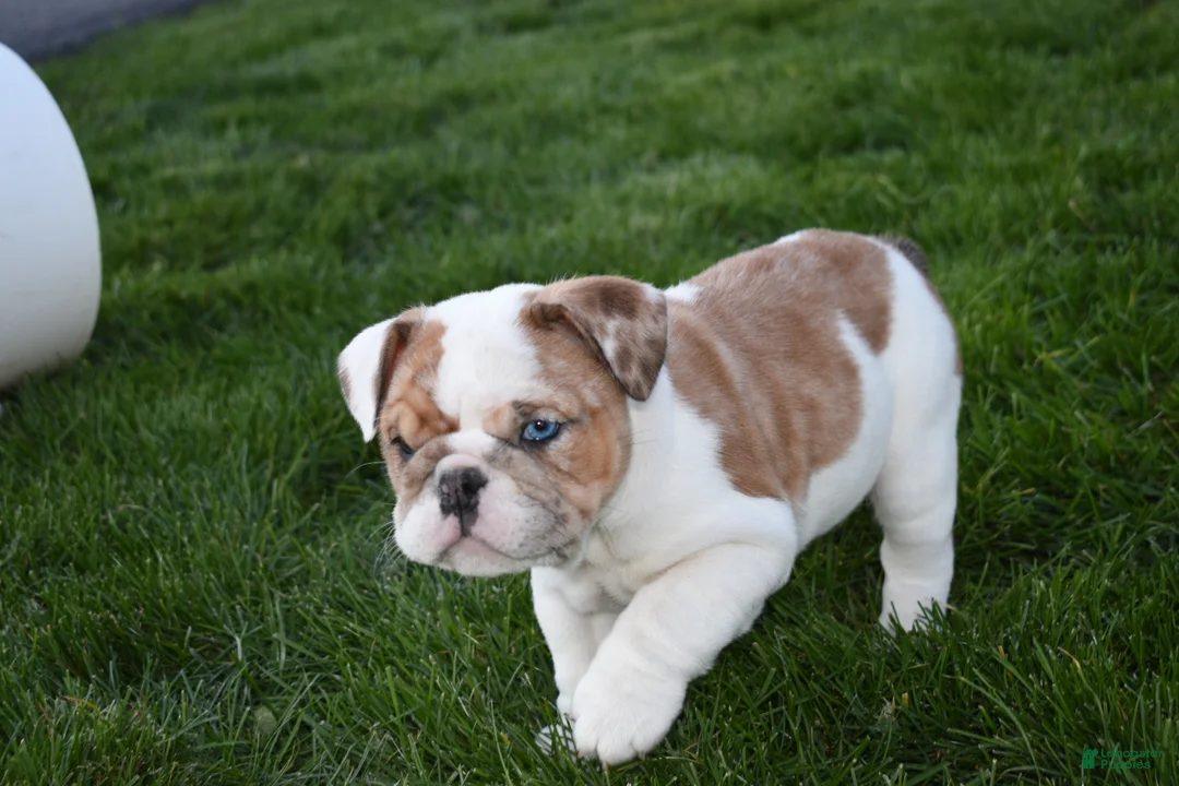 English Bulldog dogs for sale: English Bulldog Puppy 1 - Ad 2