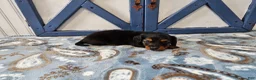 Miniature Dachshund dogs for sale: Benson - Ad 5