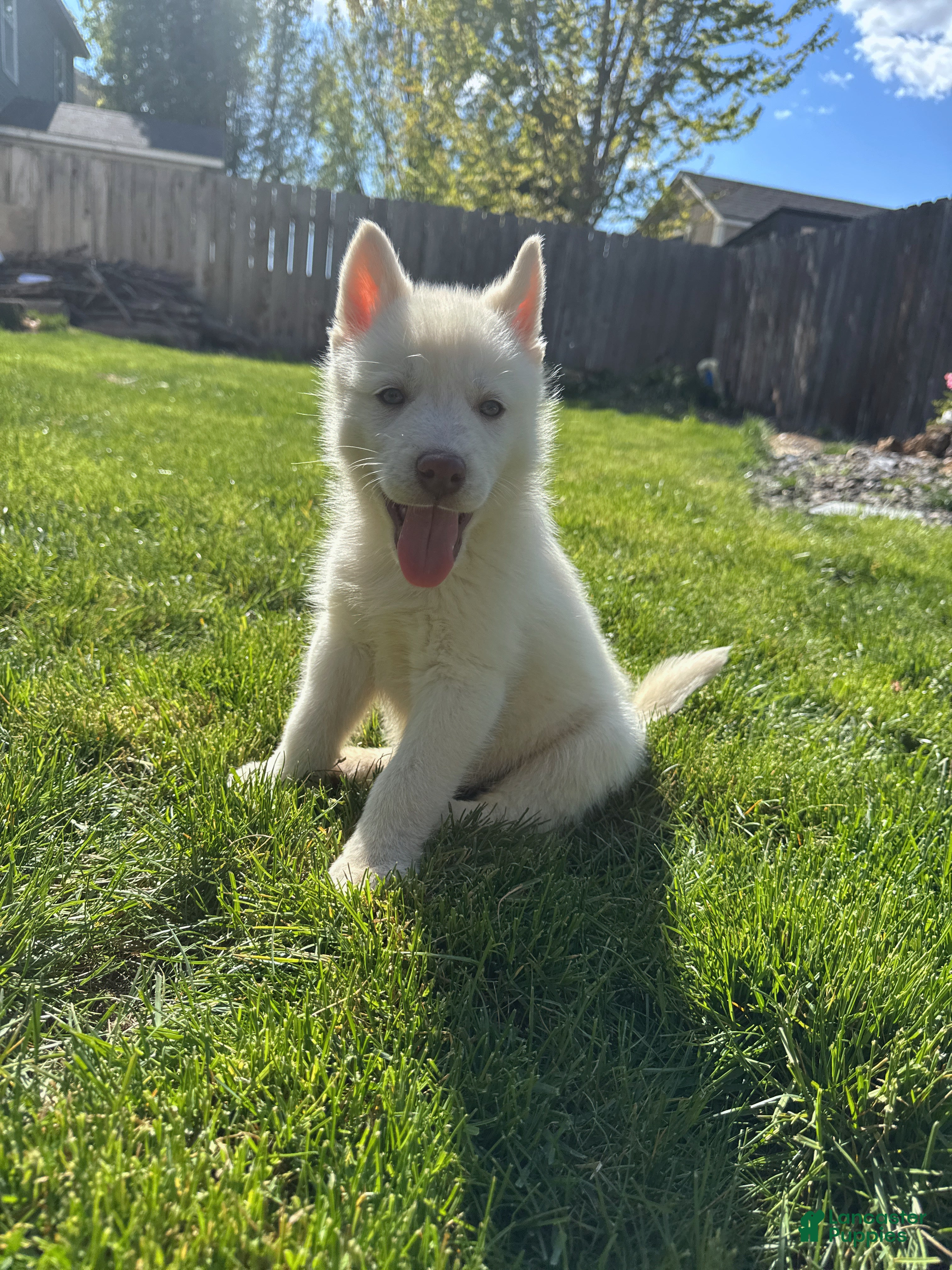 Siberian Husky dogs Siberian husky  - Ad 1