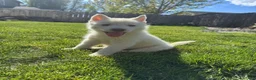 Siberian Husky dogs for sale: Siberian husky  - Ad 1