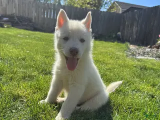 Siberian Husky dogs Siberian husky - Ad 42