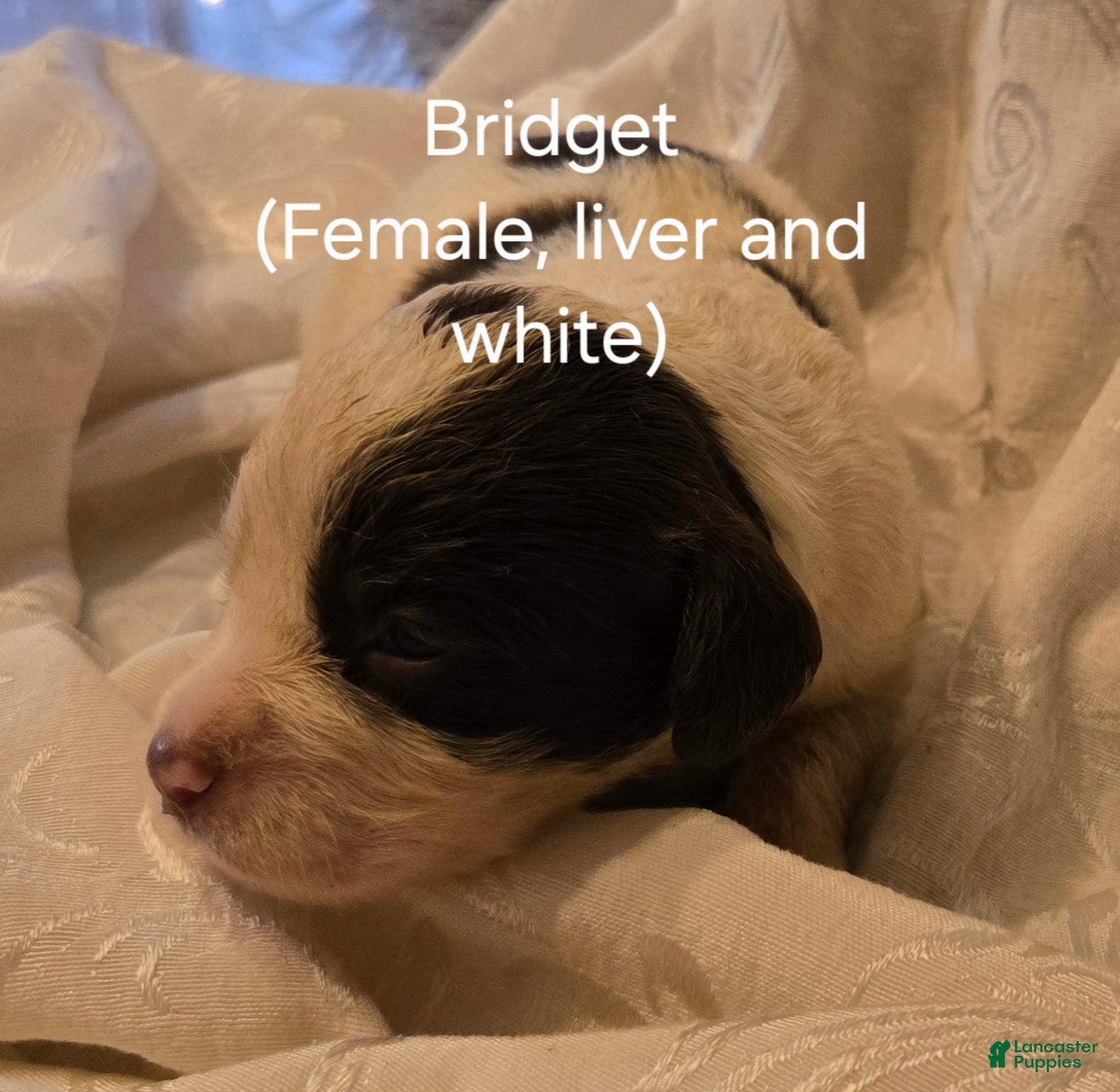 English Springer Spaniel dogs English Springer Spaniel Puppy 7 - Ad 1