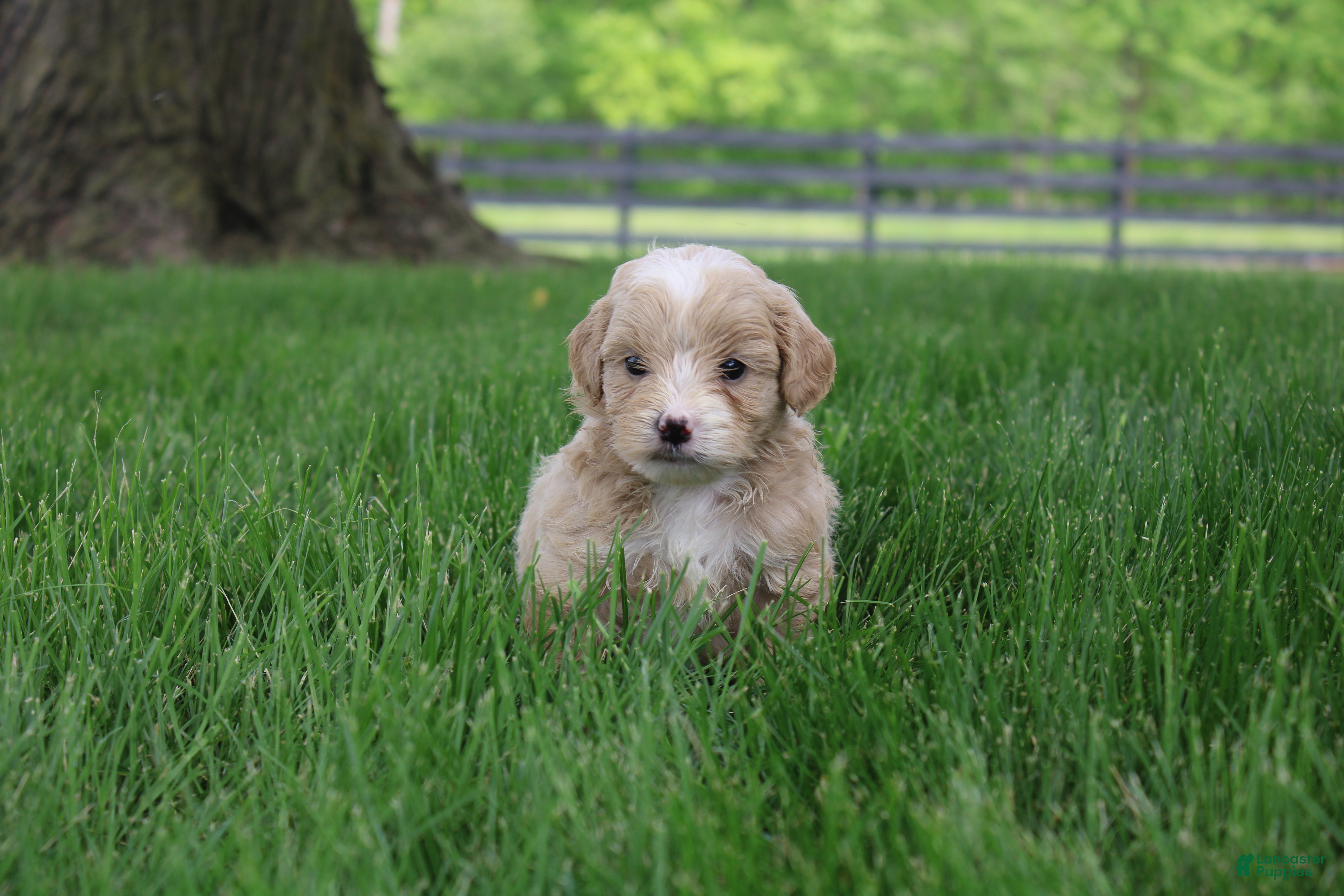 Mini Goldendoodle dogs Tinkerbell - Ad 36