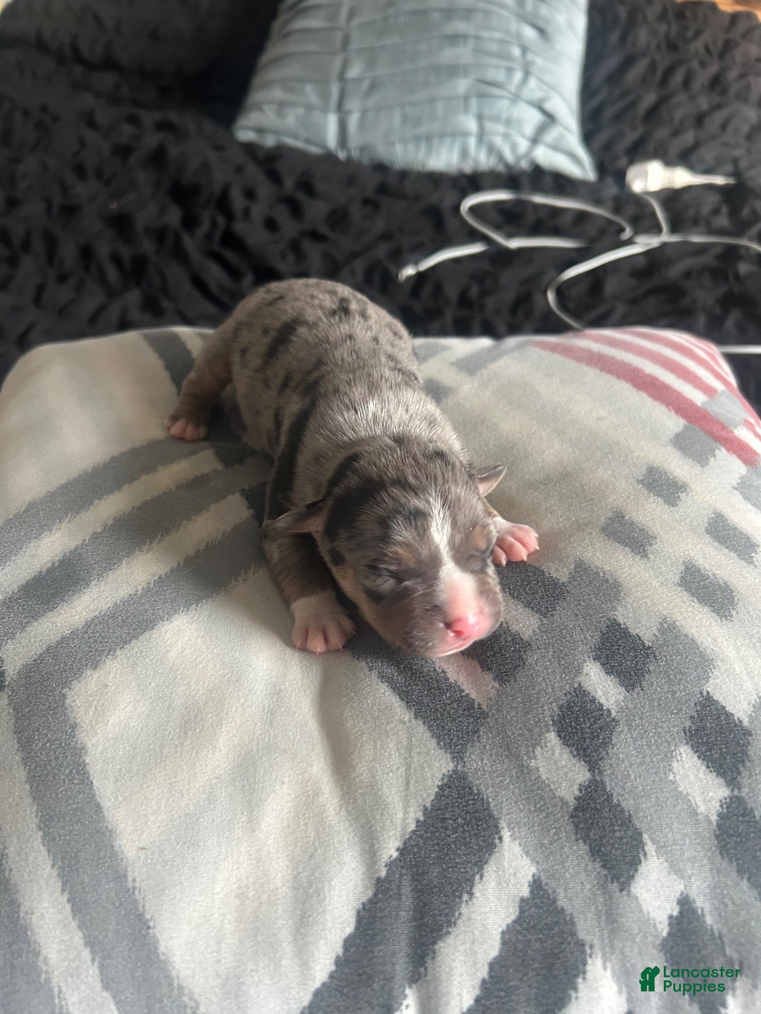 American Bully dogs for sale: American Bully 1 - Ad 3